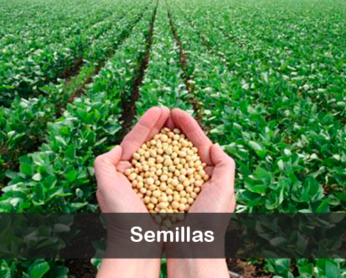 SEMILLAS